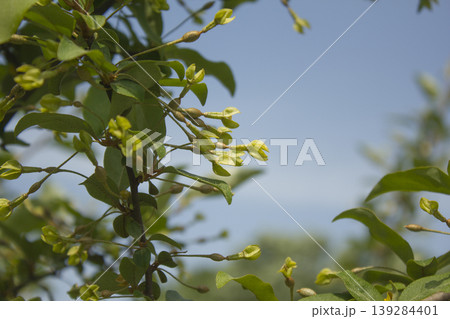 Unripe Ripe Autumn Olive Berries (Elaeagnus Umbellata) and leaves Unripe Ripe Autumn Olive Berries (Elaeagnus Umbellata) and leaves 139284401