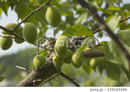 Plums hanging on branches on a farm. 139284406