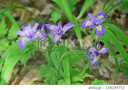 求菩提園地の石楠花 求菩提園地の石楠花 139284752