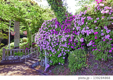 宝福寺つつじ公園・ツツジ満開 宝福寺つつじ公園・ツツジ満開 139284868