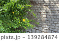 ヤマブキの花とオシャレなアスファルトの壁紙 139284874