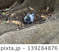 餌を探す鳩 139284876