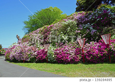 宝福寺つつじ公園・ツツジ満開 139284895