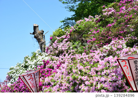 宝福寺つつじ公園・ツツジ満開 宝福寺つつじ公園・ツツジ満開 139284896