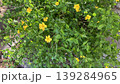 可憐なヤマブキの花 139284965