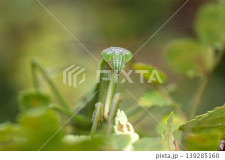 オオカマキリ オオカマキリ 139285160