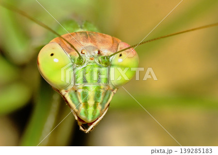 オオカマキリの顔 オオカマキリの顔 139285183