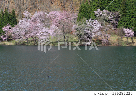中綱湖　桜咲く春 139285220