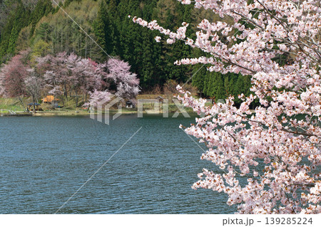 中綱湖　桜咲く春 139285224