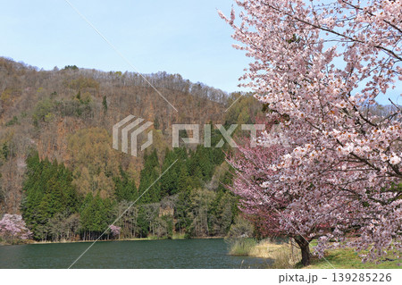 中綱湖 桜咲く春 中綱湖 桜咲く春 139285226