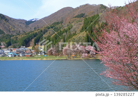 中綱湖　桜咲く春 139285227
