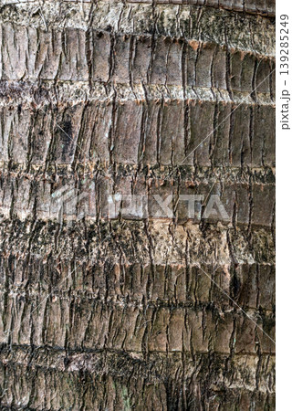 Background texture of a palm tree trunk with repeating natural patterns 139285249