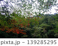 紅葉 139285295