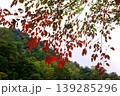紅葉 139285296