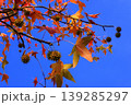 紅葉 139285297