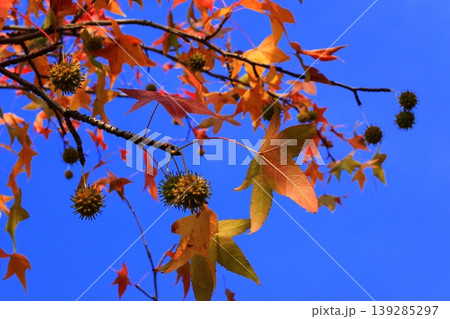紅葉 紅葉 139285297