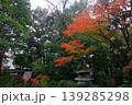 紅葉 139285298
