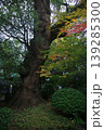 紅葉 139285300