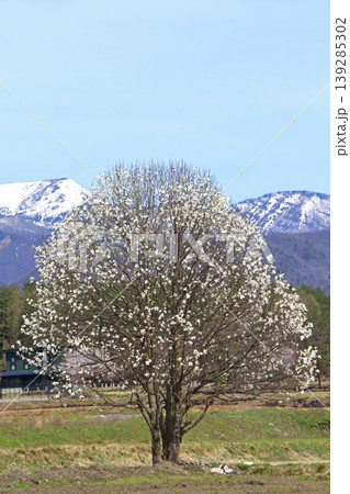 コブシ咲く白馬山麓の春 コブシ咲く白馬山麓の春 139285302
