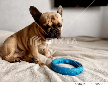 A cute, contented French bulldog of fawn color lies on a bed with a beige bedspread in a close-up home environment 139285336