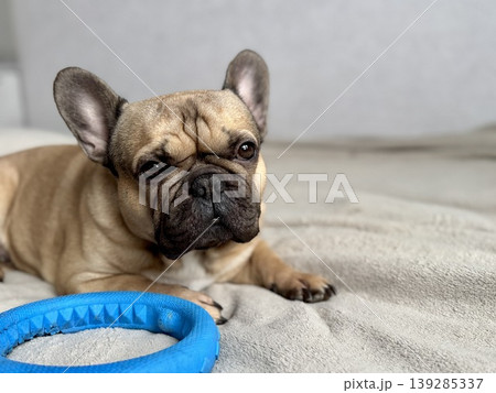 A cute, contented French bulldog of fawn color lies on a bed with a beige bedspread in a close-up home environment A cute, contented French bulldog of fawn color lies on a bed with a beige bedspread in a close-up home environment 139285337