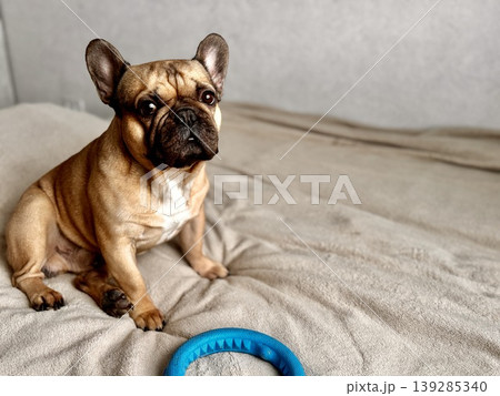 A cute, contented French bulldog of fawn color lies on a bed with a beige bedspread in a close-up home environment 139285340