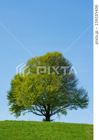 Single green tree on grassy hill Single green tree on grassy hill 139285406