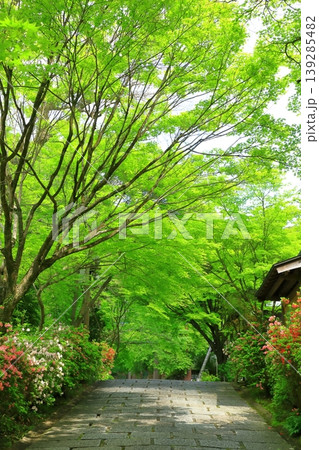 京都　曼殊院門跡　参道 139285482