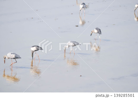 Anastomus oscitans, Asian openbill or Asian Openbill stork or Ciconia boyciana or Oriental stork or bird Anastomus oscitans, Asian openbill or Asian Openbill stork or Ciconia boyciana or Oriental stork or bird 139285501