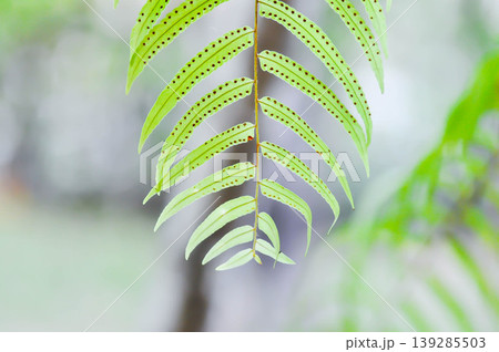 Fern Spore, Fern Spores or  indusium, pteridophyta or sorus or Sorus of fern or Sorus of ferns or  sporanggium or bracken fern or  dennstaedtiaceae or diplazium esculentum or fern plant 139285503
