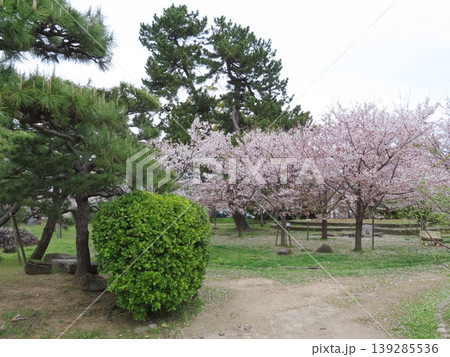鳥取県米子市西町にある湊山公園みなとやまこうえんの桜 139285536