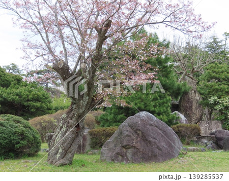 鳥取県米子市西町にある湊山公園みなとやまこうえんの桜と巨石、岩 139285537