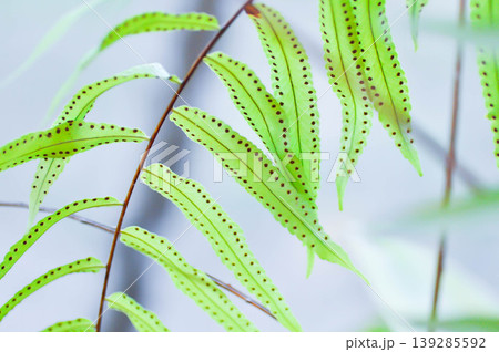 Fern Spore, Fern Spores or indusium, pteridophyta or sorus or Sorus of fern or Sorus of ferns or sporanggium or bracken fern or dennstaedtiaceae or diplazium esculentum or fern plant Fern Spore, Fern Spores or indusium, pteridophyta or sorus or Sorus of fern or Sorus of ferns or sporanggium or bracken fern or dennstaedtiaceae or diplazium esculentum or fern plant 139285592