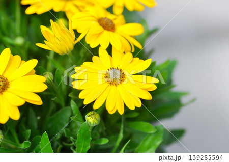 Calendula officinalis, Marys gold, common marigold or the pot marigold or Scotch marigold or ruddles flower or Pot Marigold or Calendula or Calendula officinalis or yellow flower Calendula officinalis, Marys gold, common marigold or the pot marigold or Scotch marigold or ruddles flower or Pot Marigold or Calendula or Calendula officinalis or yellow flower 139285594