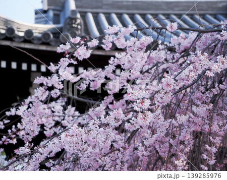 古刹を彩る淡いピンクのしだれ桜 古刹を彩る淡いピンクのしだれ桜 139285976