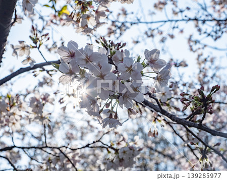 眩しい日差しを浴びる桜の花 139285977