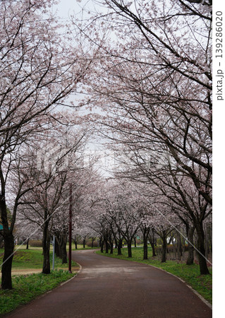Beautiful spring landscape with a footpath through a cherry blossom garden. Beautiful spring landscape with a footpath through a cherry blossom garden. 139286020