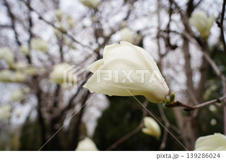 Close up of white magnolia flower with raindrops after rain. Close up of white magnolia flower with raindrops after rain. 139286024