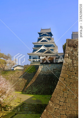 熊本城・桜と天守閣（熊本県・熊本市） 139286050