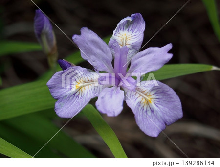 可憐なヒメシャガの花 可憐なヒメシャガの花 139286134