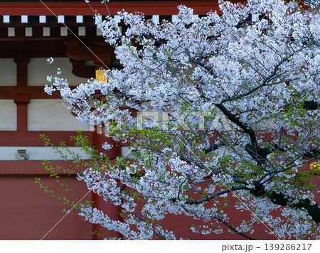 春の情緒：朱色の壁に映える白い桜の花 139286217