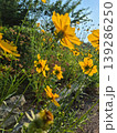 Golden-Wave flower on nature background 139286250
