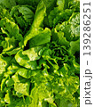 green lettuce plants in growth at field 139286251
