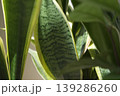 Close up of Sansevieria leaves 139286260