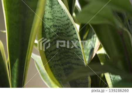Close up of Sansevieria leaves 139286260