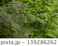 Red and green maple trees 139286262