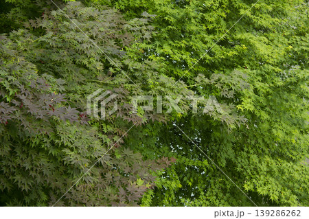 Red and green maple trees Red and green maple trees 139286262