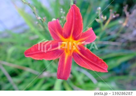 A vibrant red Daylily flower blooms in the garden, showcasing its vivid orange center 139286287