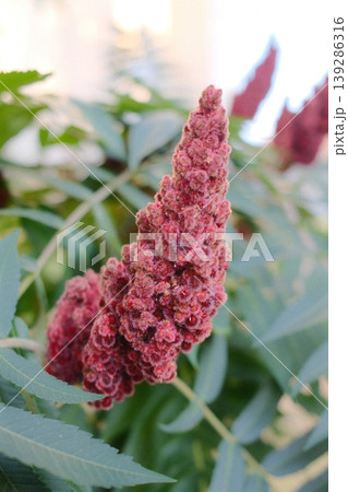 Close up reveals a sumac flower cluster surrounded by its green serrated leaves Close up reveals a sumac flower cluster surrounded by its green serrated leaves 139286316