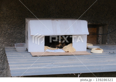 A small tortoiseshell cat lies in a homemade shelter with bowls of food and water nearby A small tortoiseshell cat lies in a homemade shelter with bowls of food and water nearby 139286321